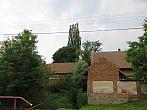 Třibřichy
