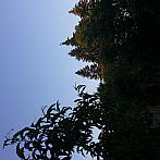 Babice u Rosic