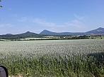 Podsedice