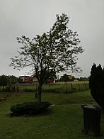 Skalité