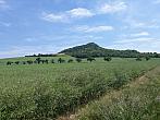 Podsedice