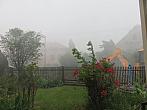Třibřichy