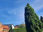 Olešná