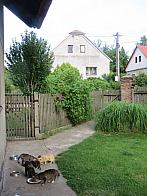 Třibřichy
