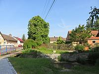 Třibřichy