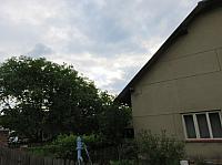 Třibřichy