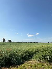 Bochoř 
