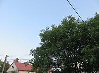 Třibřichy