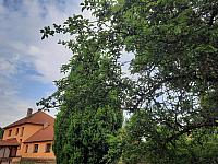 Olešná