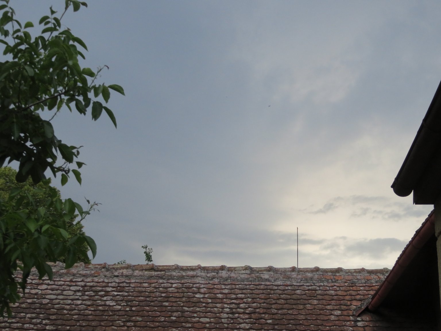 Třibřichy
