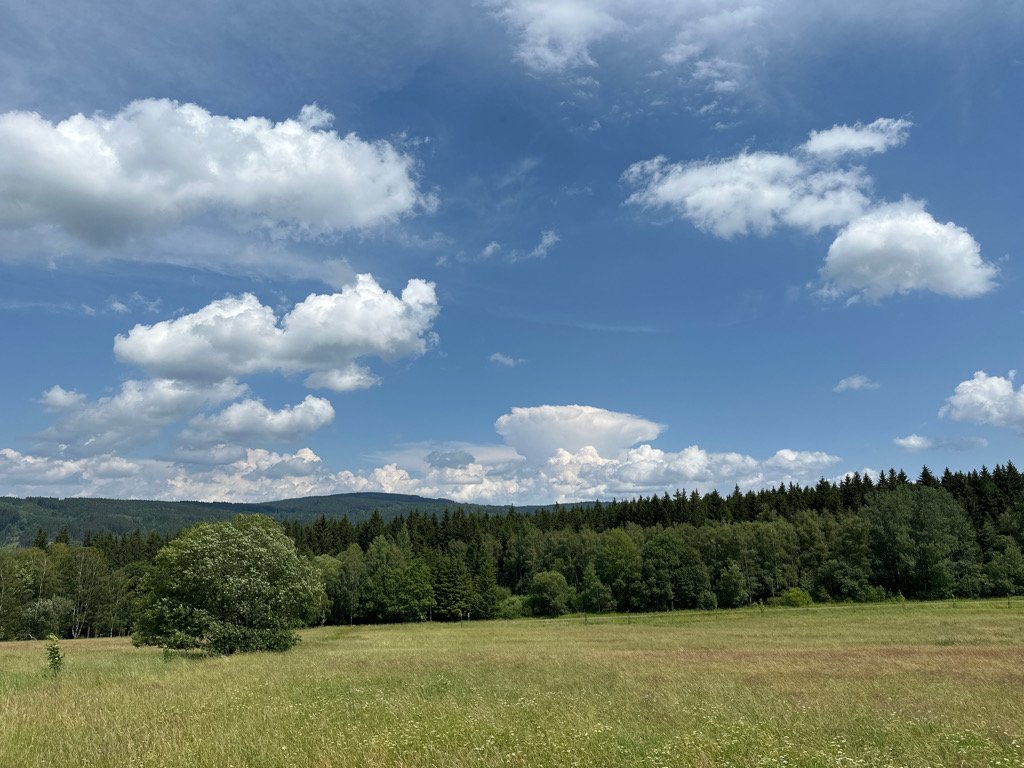 Srní