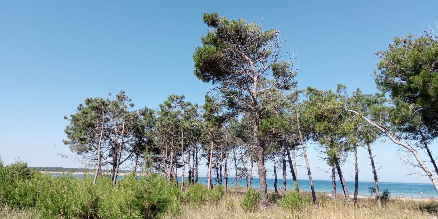 Povljana 