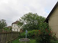Třibřichy