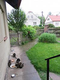 Třibřichy