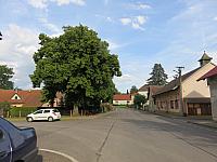 Třibřichy