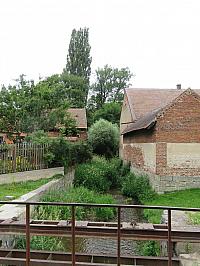 Třibřichy
