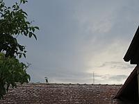 Třibřichy