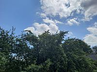 Olešná