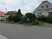 Třibřichy