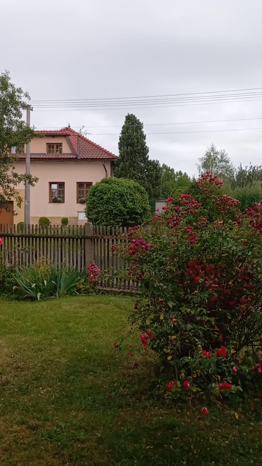 Třibřichy