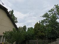 Třibřichy