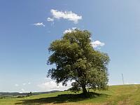 Nižná