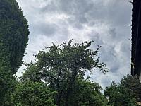 Olešná