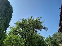Olešná