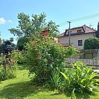 Třibřichy