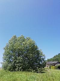 Nižná