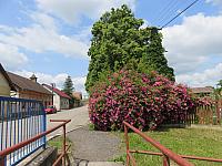 Třibřichy