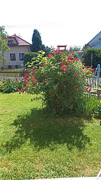 Třibřichy