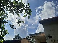 Olešná