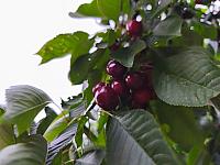 Lukovany