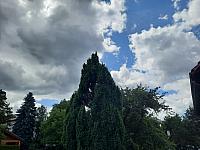 Olešná