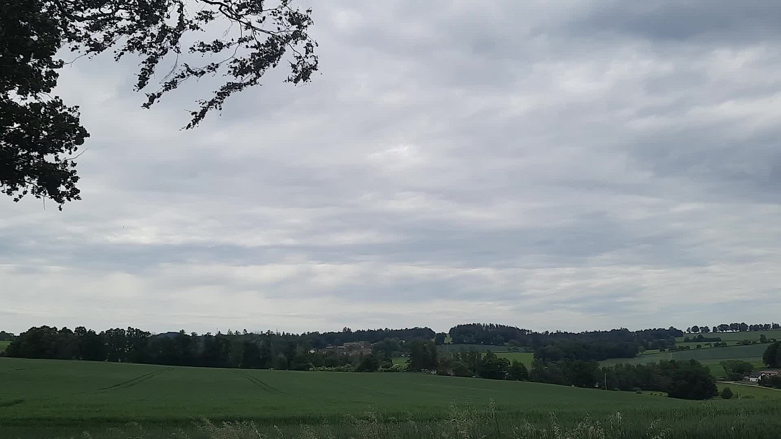 Olešná