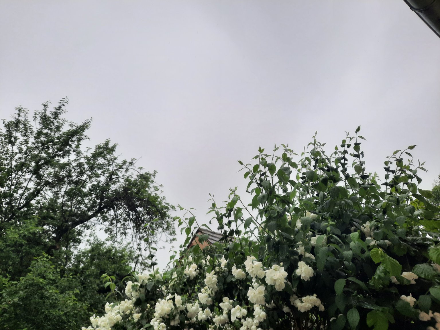 Mezná 