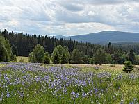 Sklená