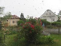 Třibřichy