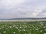 Velká Bystřice
