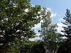 Borovina