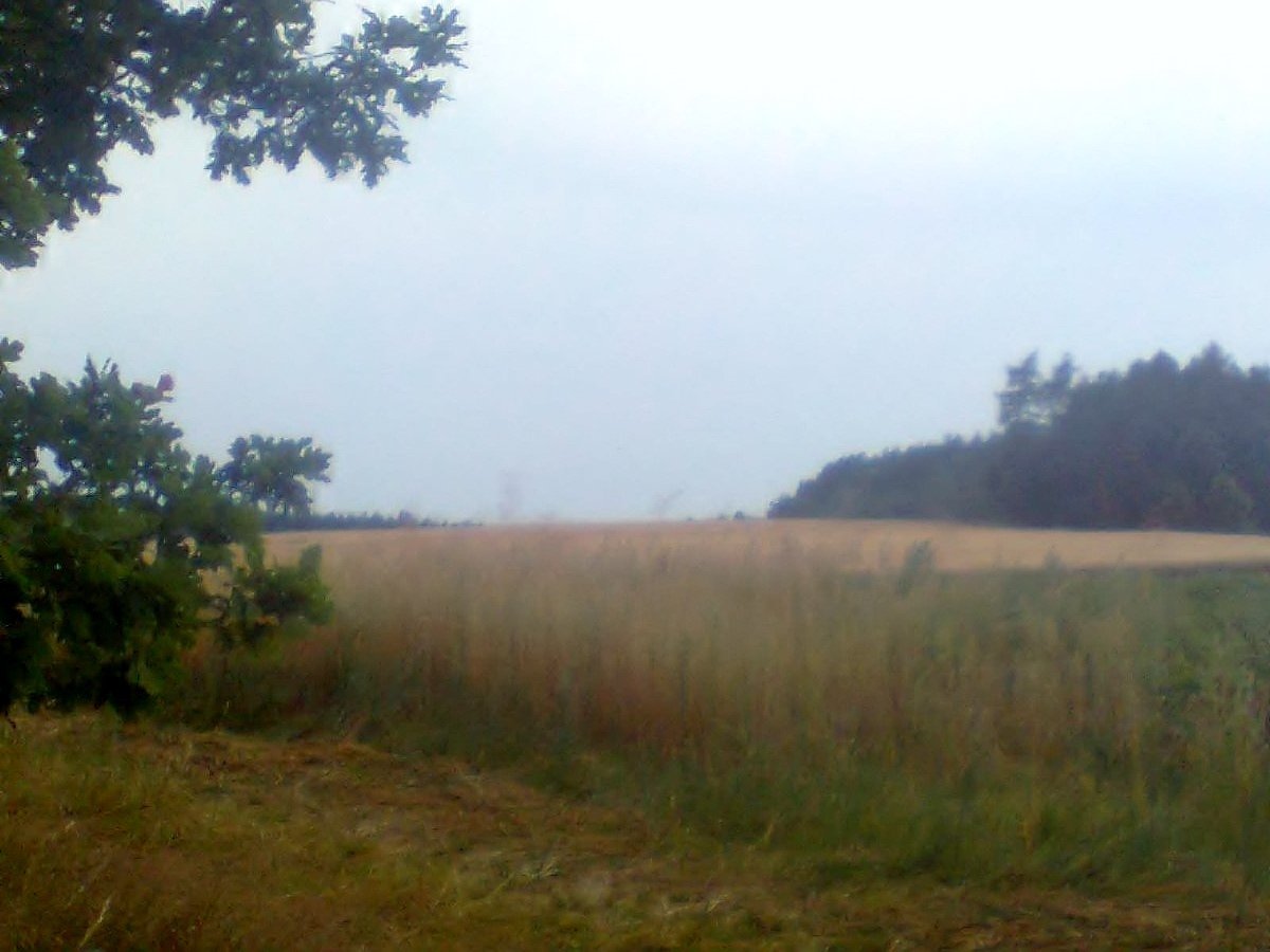 Mutice