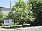 Neratovice