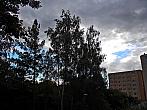 Borovina