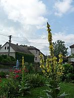 Třibřichy