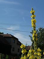 Třibřichy