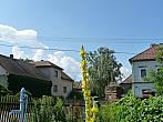 Třibřichy