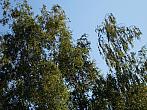 Borovina