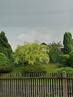 Třibřichy