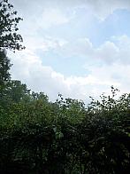 Třibřichy
